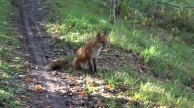 güzel fox sonbahar orman yolu üzerinde oturmak