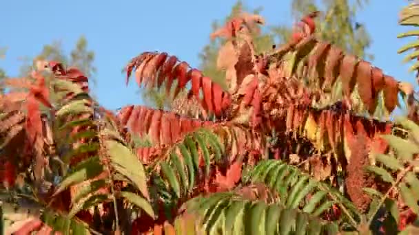 Otoño colorido planta hojas fondo — Vídeo de stock