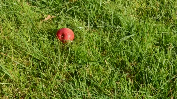 秋天苹果掉下来，绿色的草地上 — 图库视频影像