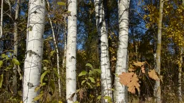 Осенние березы и ветер в золотой листве — стоковое видео