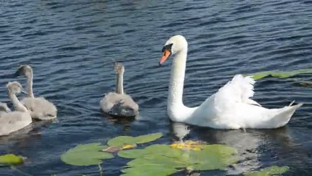 Vit Svanfamilj på sommaren sjö — Stockvideo