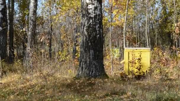 Herbst im Park und gelber Bienenstock — Stockvideo