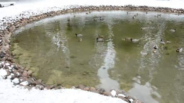 Winterteich mit Wasservögeln — Stockvideo