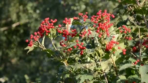 Viorne d'automne baie rouge et vent 