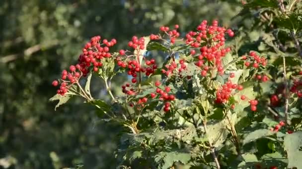 Outono viburnum vermelho baga e vento — Vídeo de Stock