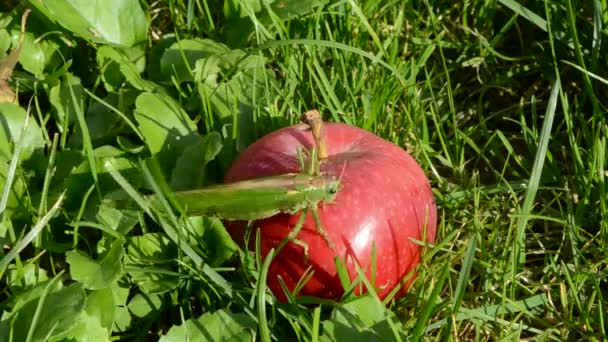 Зеленый кузнечик на красном яблоке — стоковое видео