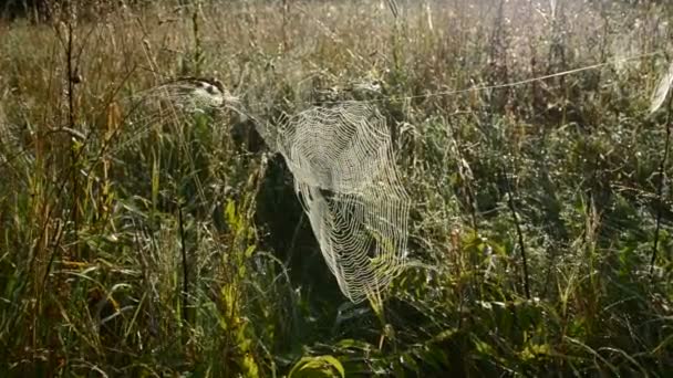 Dewy spiderweb in grass — Stock Video