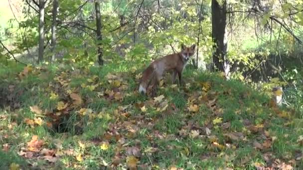 Raposa na bela floresta de outono — Vídeo de Stock