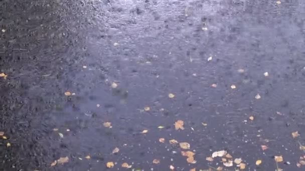 Chuva cai na água do lago outono — Vídeo de Stock