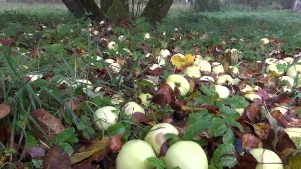 Осінні яблука в старому саду та ранковому тумані — стокове відео