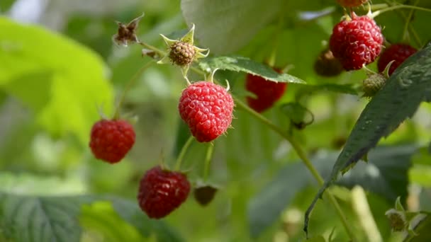 plantation de framboises d'été 