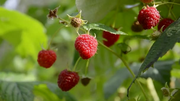 Summer raspberry plantation — Stock Video