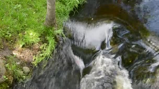 Verano río limpio arroyo fondo — Vídeo de stock