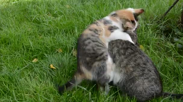 Dos gatos jugando en jardín hierba de verano — Vídeos de Stock