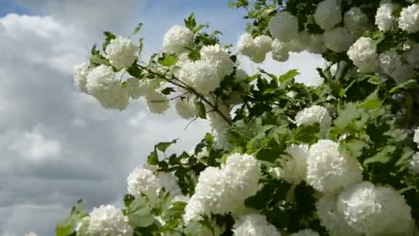 Spring viburnum blossoms in farm garden and wind — Stock Video