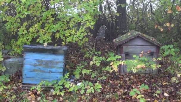 Ruches abandonnées dans le vieux jardin et la toile d'araignée d'automne — Video