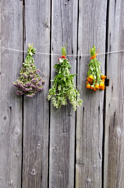Summer medical herbs bunches on wooden wall — Stock Photo, Image