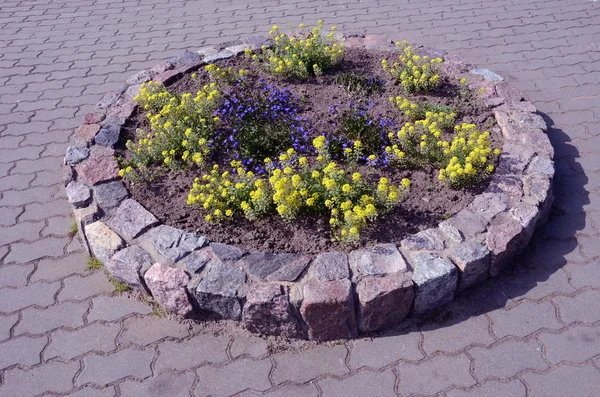 Cama de flores primavera na praça da cidade — Fotografia de Stock