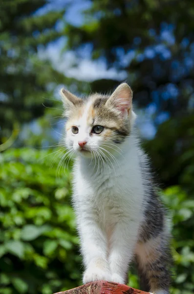 Pieni kissanpentu pöydällä puutarhassa — kuvapankkivalokuva