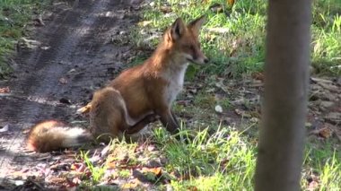 orman yolu sonbahar Fox'ta