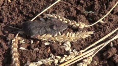 Buğday kulakları ile banka sıçanı (Clethrionomys glareolus)