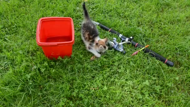 Маленький котёнок ест рыбу после рыбалки — стоковое видео