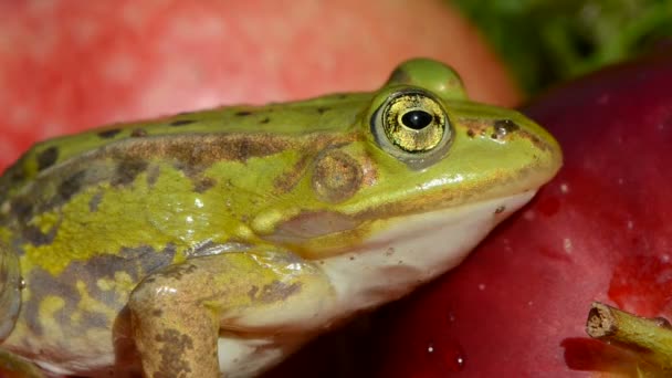 Beautiful green frog eye on red apple — Stock Video