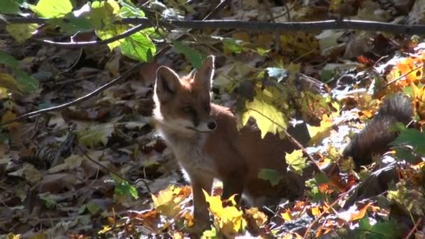 Bella volpe mammifero nella foresta autunnale — Video Stock