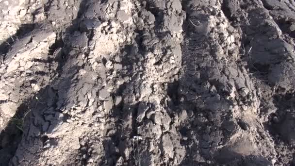 Plowed autumn farm field — Stock Video