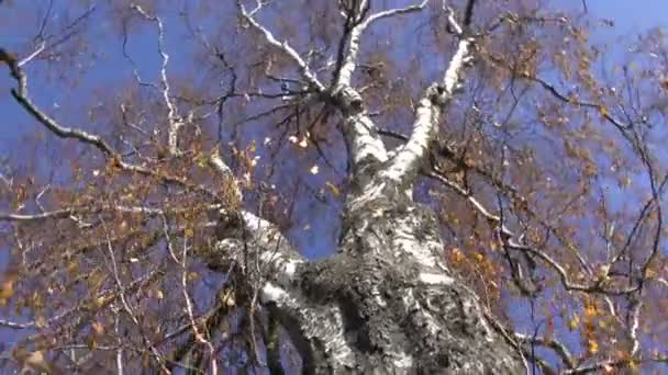 Árbol de abedul viejo en otoño y cámara giran — Vídeo de stock