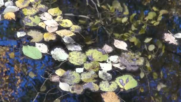 Hoja de otoño y fondo de agua del estanque — Vídeos de Stock