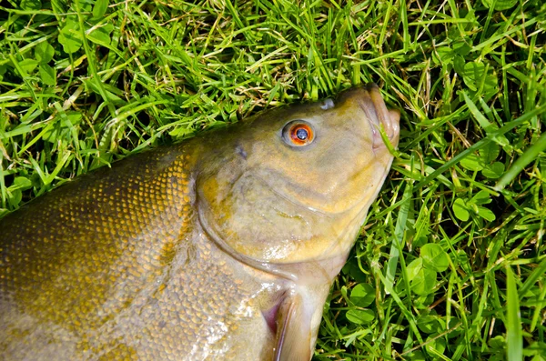 Big tench head and eye on grass after fishing — Stock Photo, Image