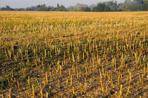 Осень насилует поле после сбора урожая — стоковое фото
