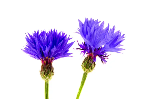 Deux belles fleurs de bleuet bleu sur blanc — Photo