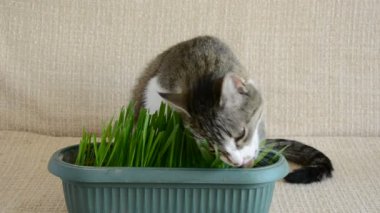 kedi kanepede Paskalya çim yeme