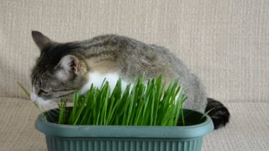 kedi kedi otu yemek odasında