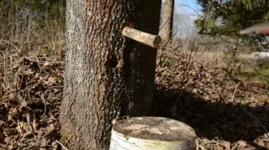 SAP akçaağaç ahşap dokunun çekiç