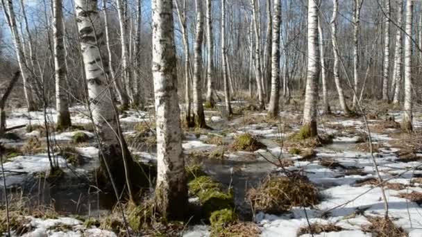 Bouleaux de printemps forêt et neige 