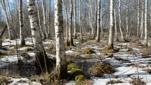 Bouleaux de printemps forêt et neige — Video