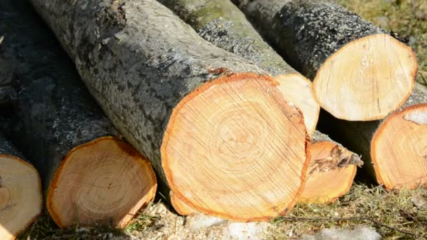 Te brandhout zagen in de tuin — Stockvideo