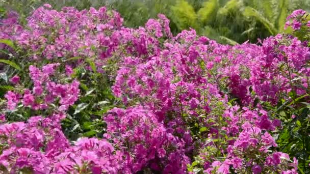 Rega de flores no verão — Vídeo de Stock