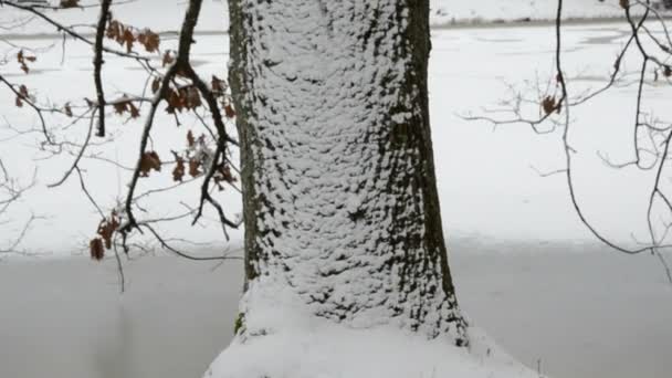 Winter eik met sneeuw en vijver — Stockvideo