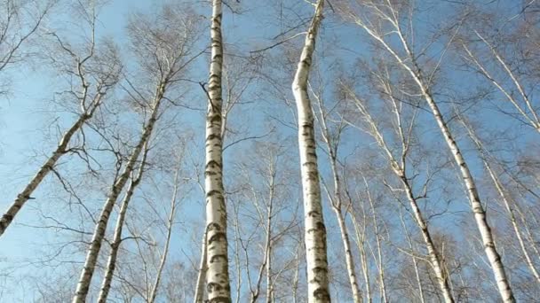 Betulle all'inizio della primavera nella foresta e nel cielo — Video Stock