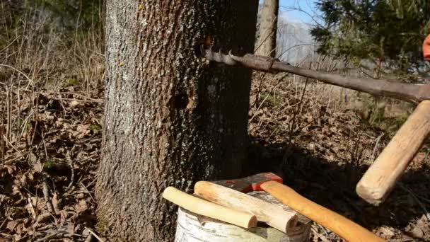 Drilling a hole in maple for spring sap — Stock Video