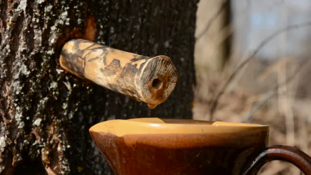 Sève d'érable gouttes fraîches égouttées dans un bocal en céramique — Video