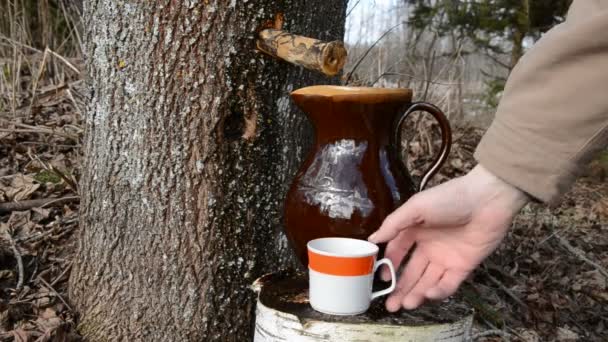 甜和新鲜枫叶 sap 倒入杯中 — 图库视频影像