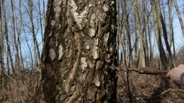 Drilling a hole in birch for spring sap — Stock Video