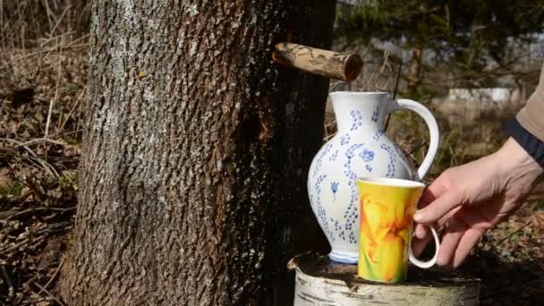 Sève d'érable fraîche et sucrée dans le pichet — Video