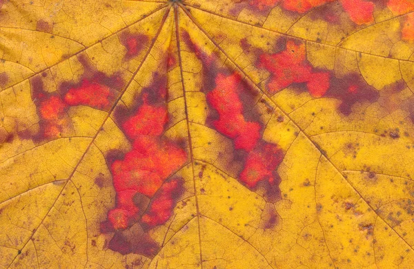 Feuille d'érable d'automne colorée macro fond — Photo