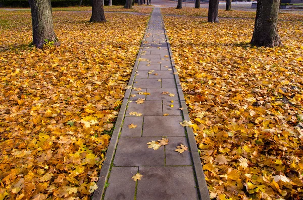 Autumn concrete track in park — Stock Photo, Image